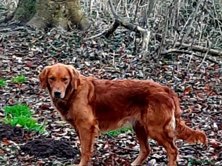 Golden Retriever dogs - Advert 11