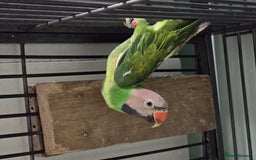 Parakeets birds for sale: Mixed birds, Alexandrines, Conures, Derbyan, etc!! - Image 10