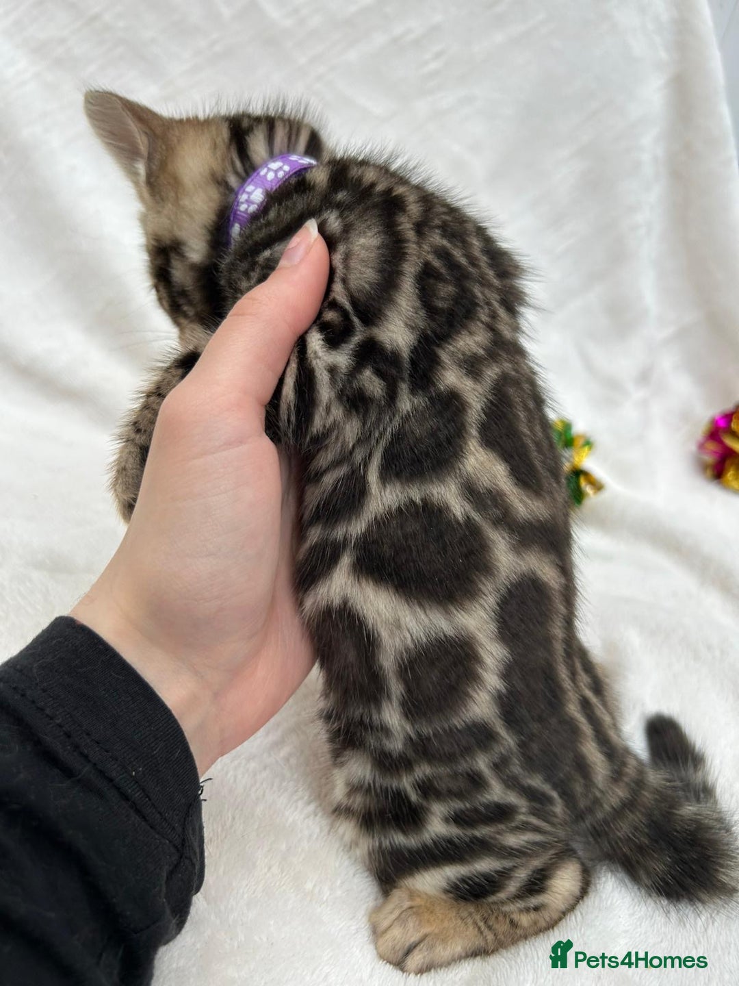 Bengal cats for sale: ❤️ GORGEOUS PURE BENGAL KITTENS ❤️ - Image 19