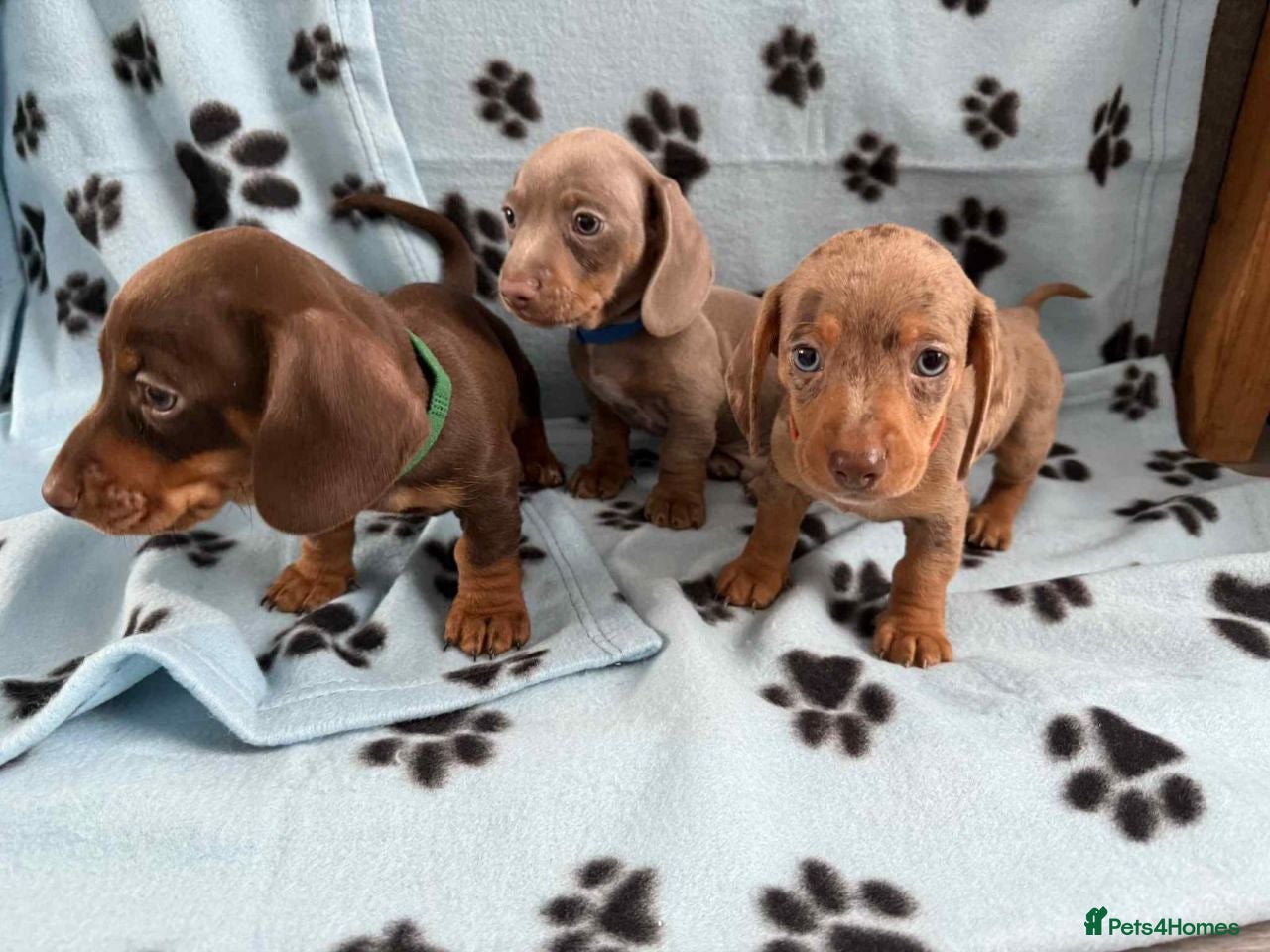 Miniature Dachshund dogs Stunning miniature dachshund puppies for sale - Advert 1