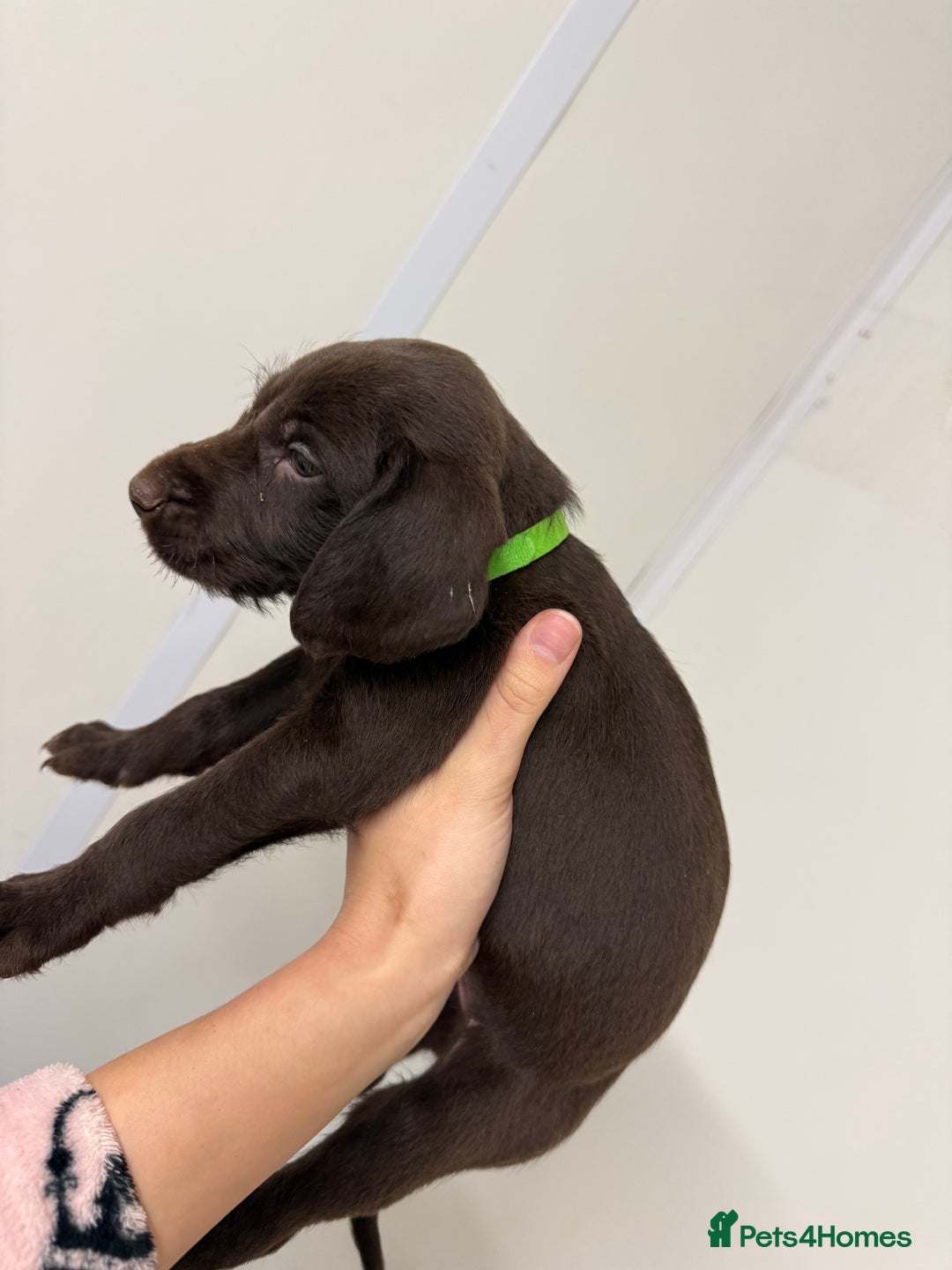 German Wirehaired Pointer dogs for sale: 11 German Wirehaired Pointer Puppys - Advert 9