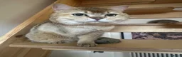 Scottish Fold cats for sale: Male Scottish Fold - Advert 1