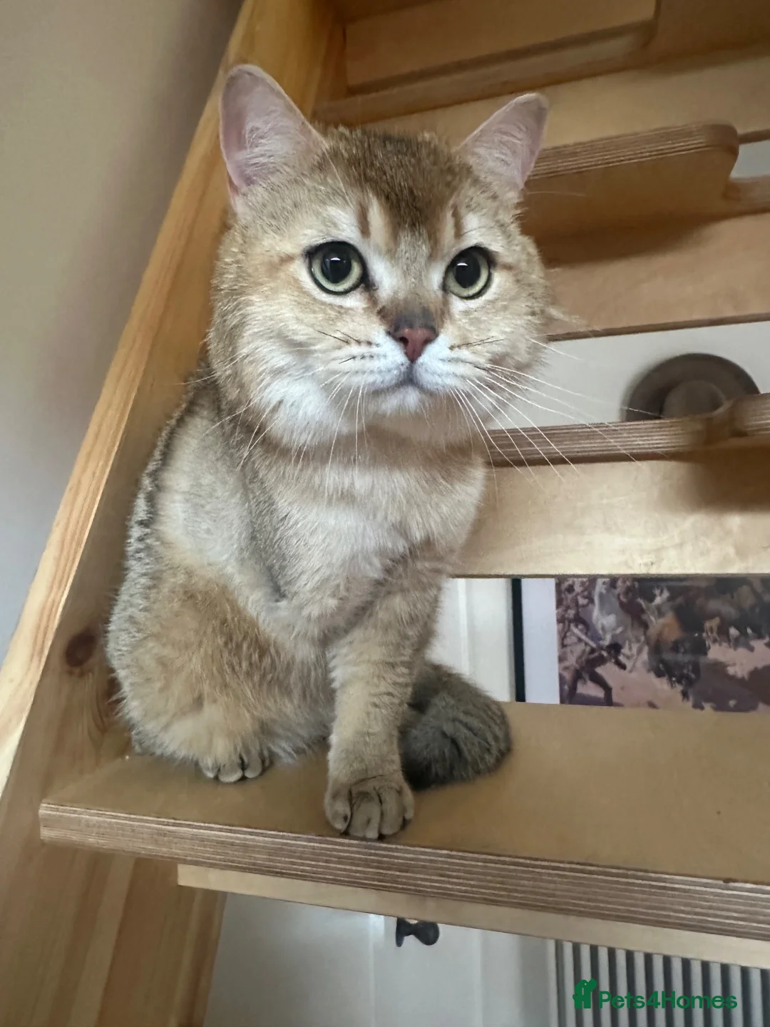 Scottish Fold cats for sale: Male Scottish Fold - Advert 1