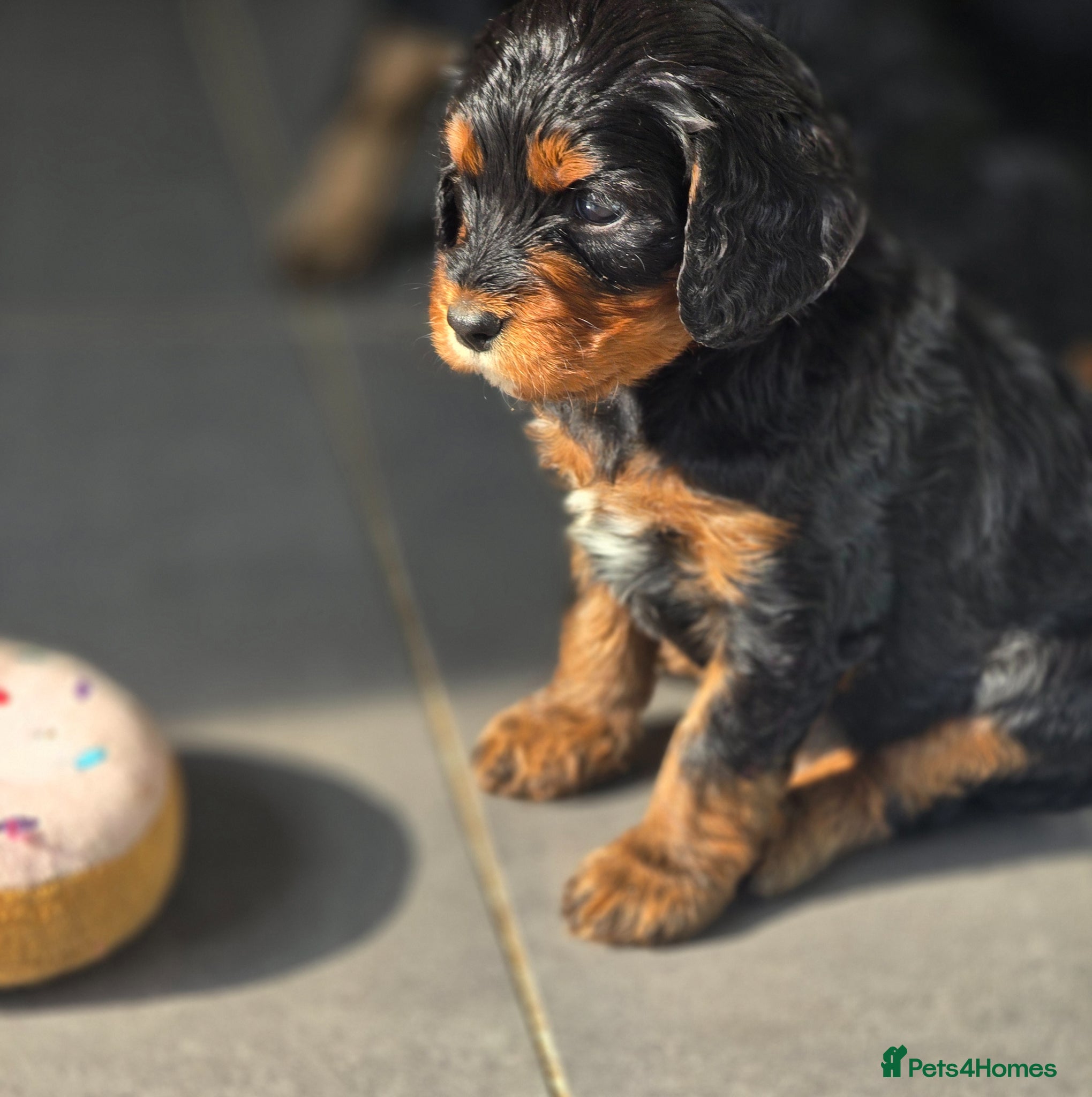 Cavapoo dogs Health tested Standard (cuddle) Cavapoos - Advert 2