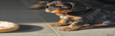 Cavapoo Puppy 7