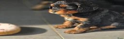 Cavapoo dogs for sale: Health tested Standard (cuddle) Cavapoos - Advert 33