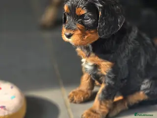 Cavapoo dogs Health tested Standard (cuddle) Cavapoos - Advert 2