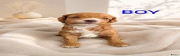 Cockapoo dogs for sale: Stunning F1b Toy Cockapoo’s - Advert 5