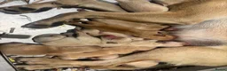 Labrador Retriever dogs for sale: Wow! KC Reg Puppies from Health Tested Parents - Advert 6