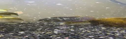 Tetras fish for sale: Fish and tank for sale  in Dover - Advert 3