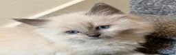 Ragdoll cats for sale: Beautiful Ragdoll Kittens – 4 Boys & 1 Girl 🩵🩷 in Aldershot - Advert 22