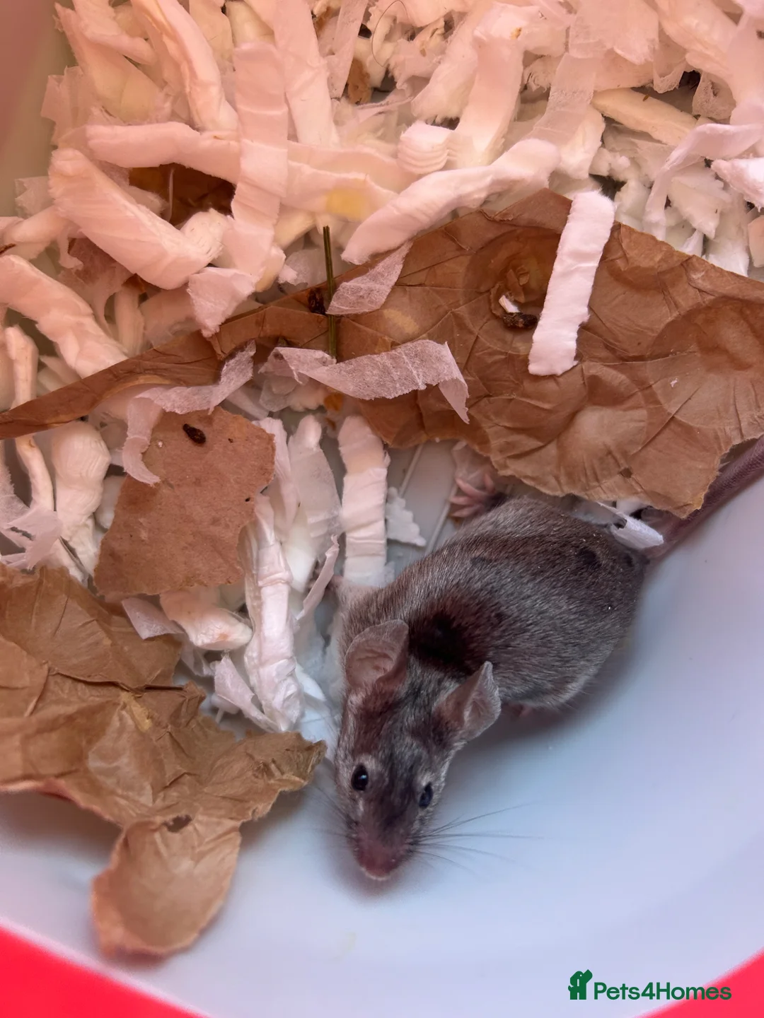 Mouse rodents for sale: Female fancy mouse for re homing  in Lincoln - Advert 1