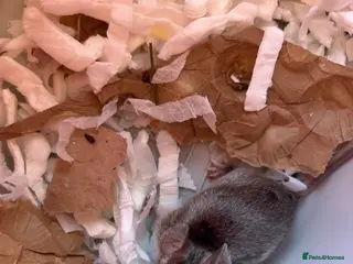 Mouse rodents Female fancy mouse for re homing - Advert 3