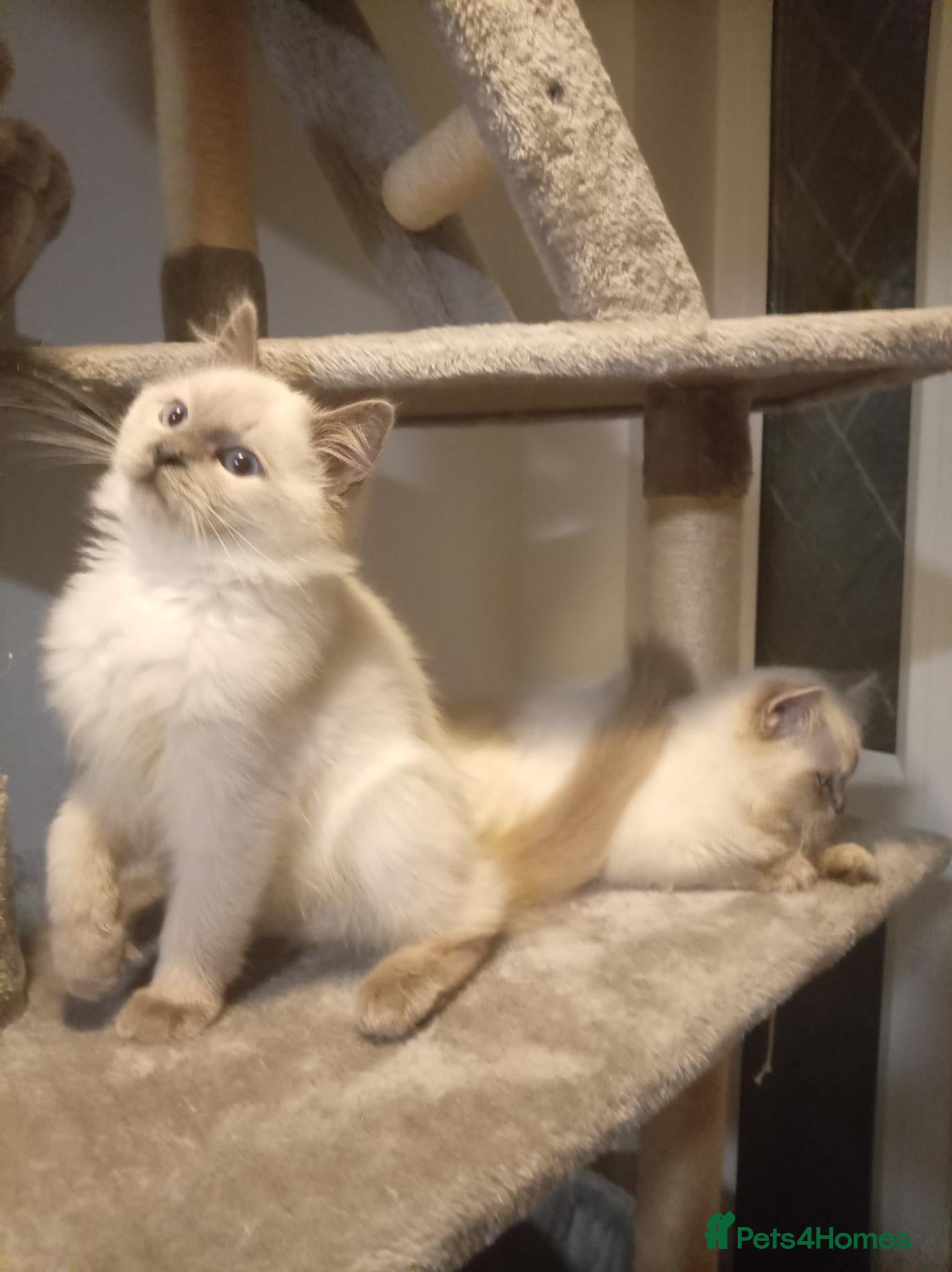 Ragdoll cats for sale: One male ragdoll kitten last of litter ready now - Advert 13