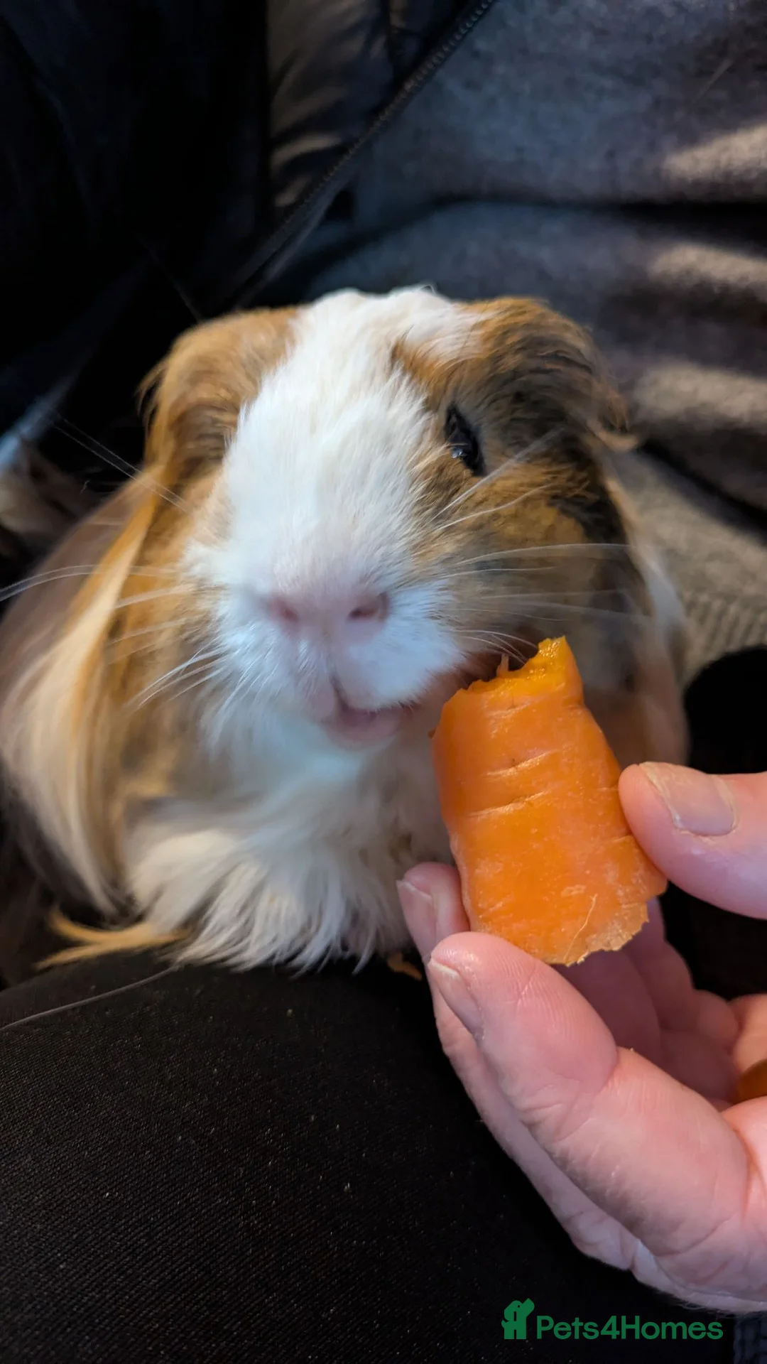 Guinea Pig rodents for sale: 2 male guinea pigs, Coco and Chino in Stoke-on-Trent - Advert 4