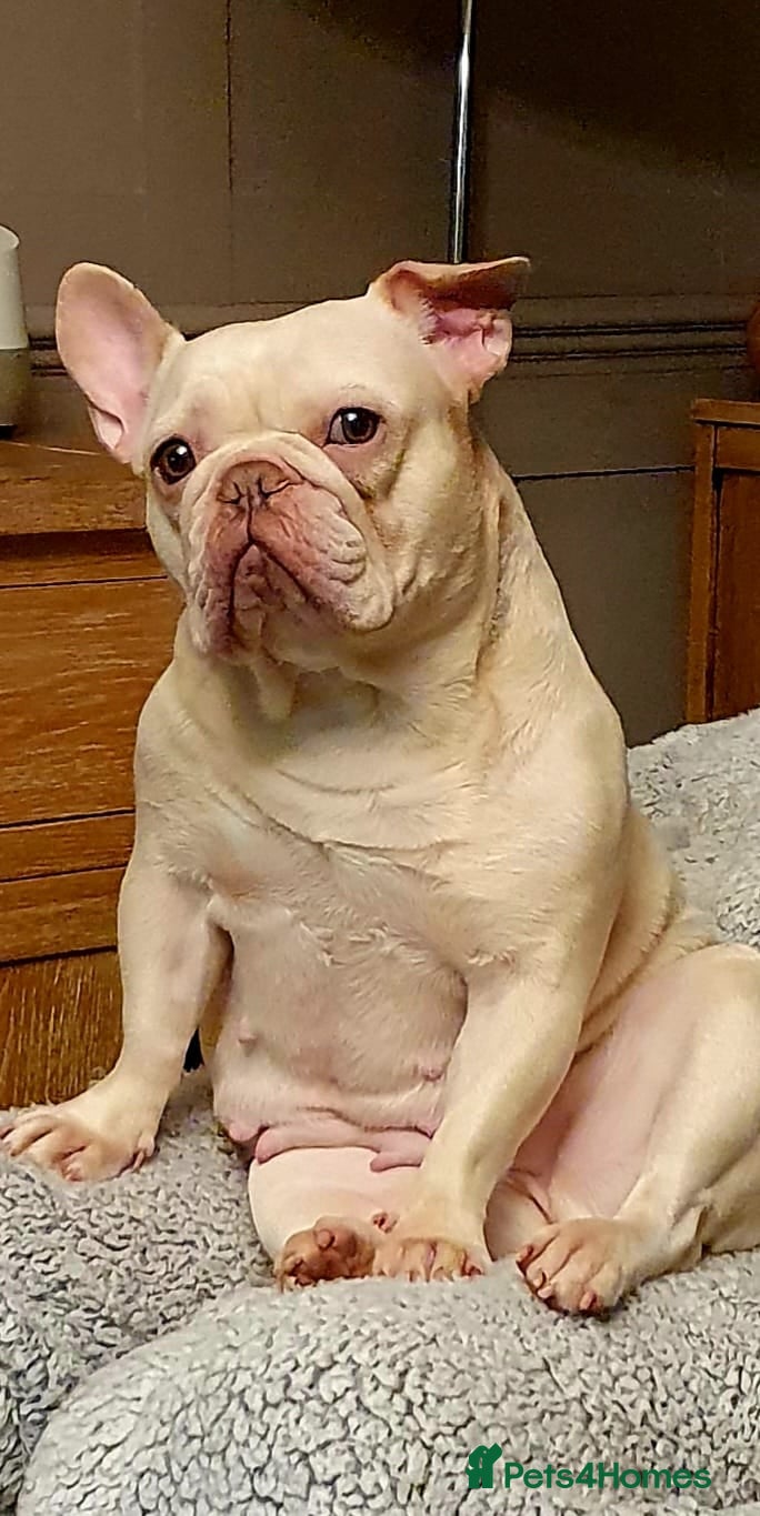 French Bulldog dogs Beautiful French Bulldog Puppies for sale - Advert 15