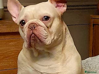 French Bulldog dogs Beautiful French Bulldog Puppies for sale - Advert 13