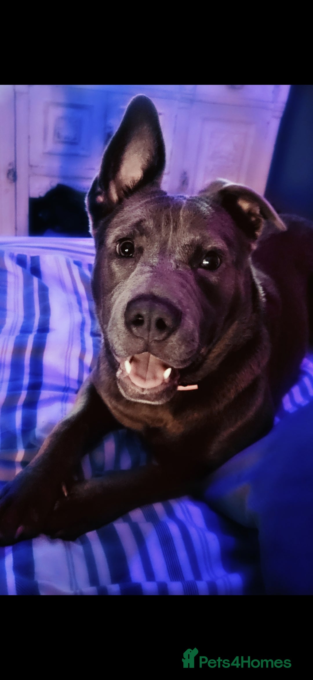 Mixed Breed dogs for sale: Mixed breed beautiful blue baby - Advert 4