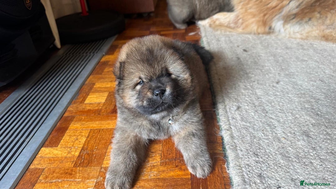 Chow Chow dogs for sale: Puppies looking for new home - Image 14