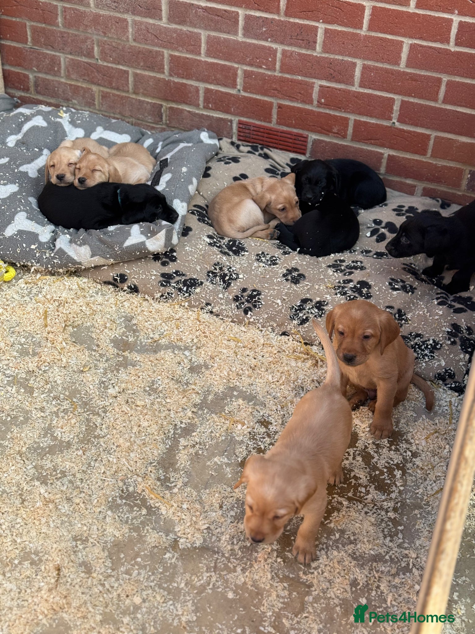 Labrador Retriever dogs Beautiful purebred Labrador puppies  - Advert 18