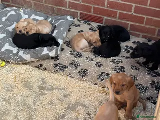 Labrador Retriever dogs (3 Left)ready now Beautiful Labrador puppies - Advert 1