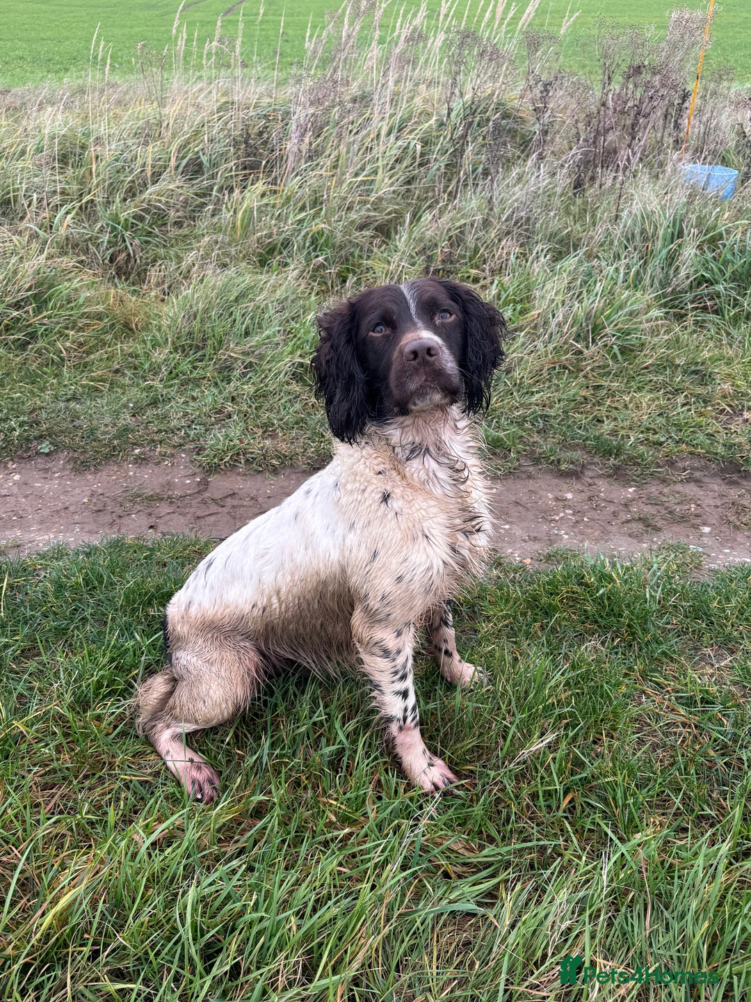 English Springer Spaniel dogs for stud: KC Reg, Health tested & Proven Working ESS - Advert 2