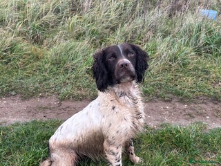 English Springer Spaniel dogs KC Reg, Health tested & Proven Working ESS - Advert 7