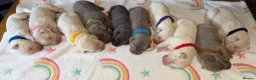 Labrador Retriever dogs for sale: Stunning Silver Charcoal Champagne Labrador pups - Advert 4