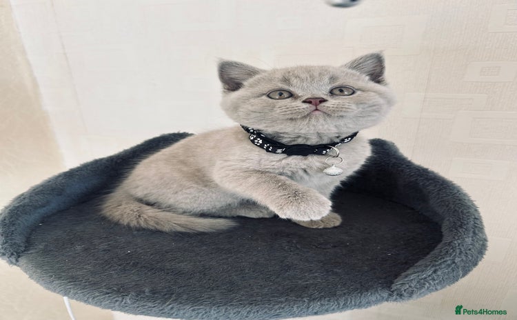 British Shorthair cats - Advert 2