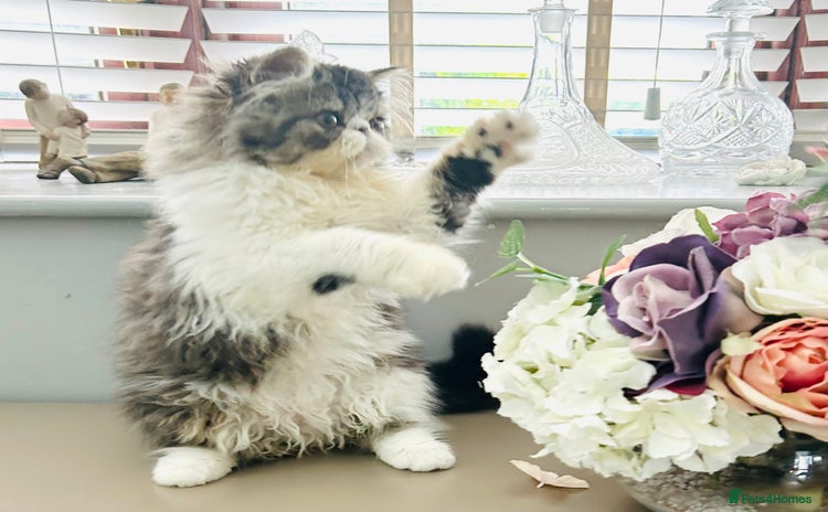 Persian cats in Ashton-under-Lyne - Advert 1