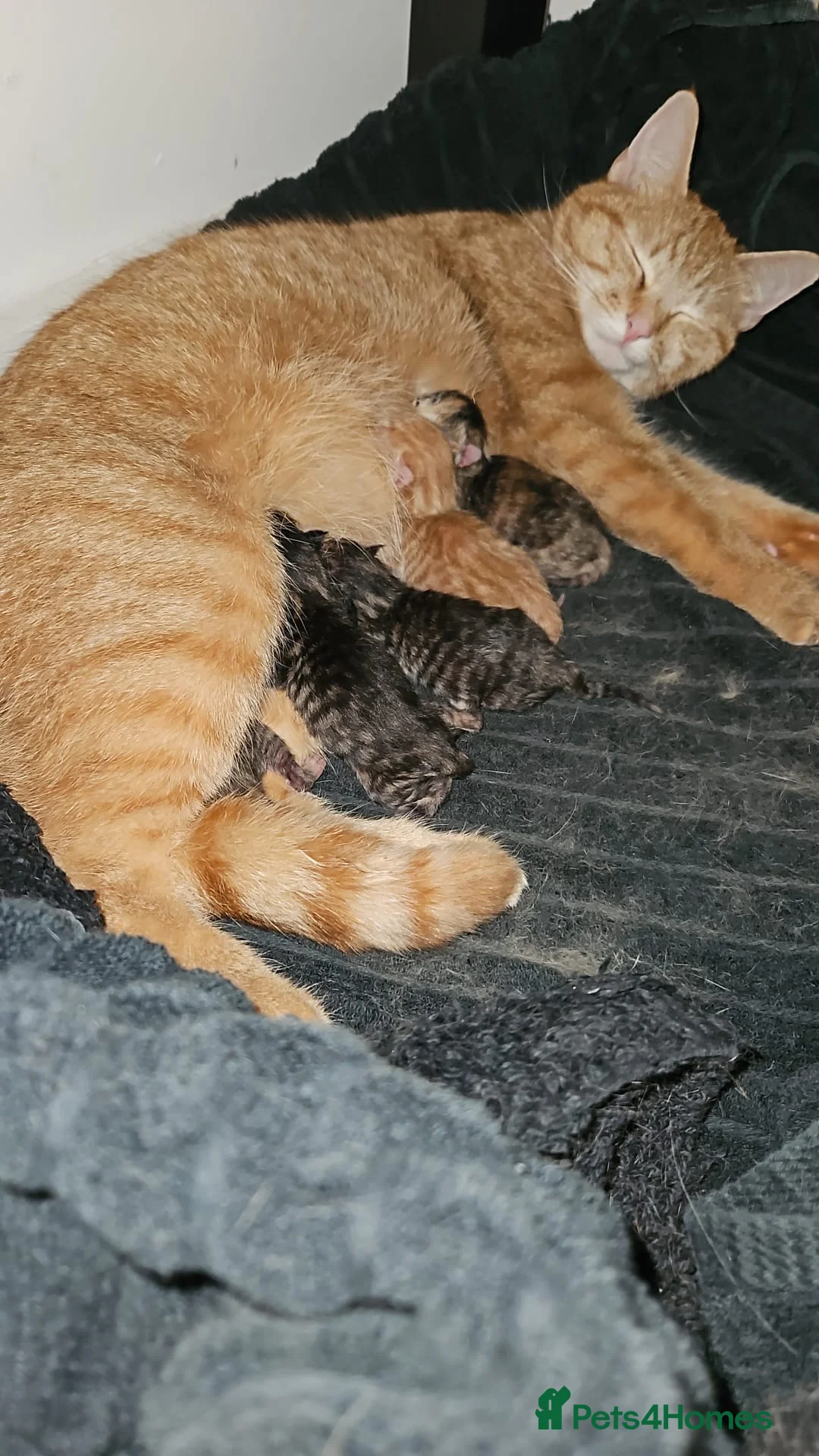 British Shorthair cats for sale: Beautiful Kittens Looking for Loving Homes - Advert 2