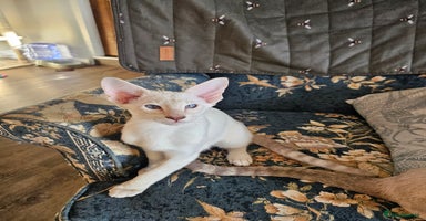 Siamese cats - Advert 9