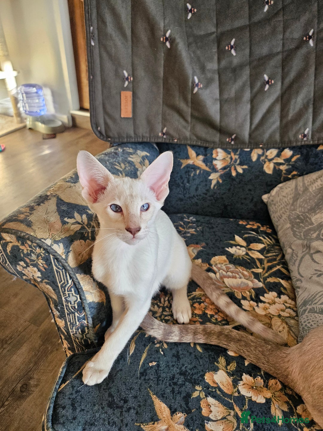 Siamese cats for sale: New lap needed for two GCCF male siamese kittens - Image 8