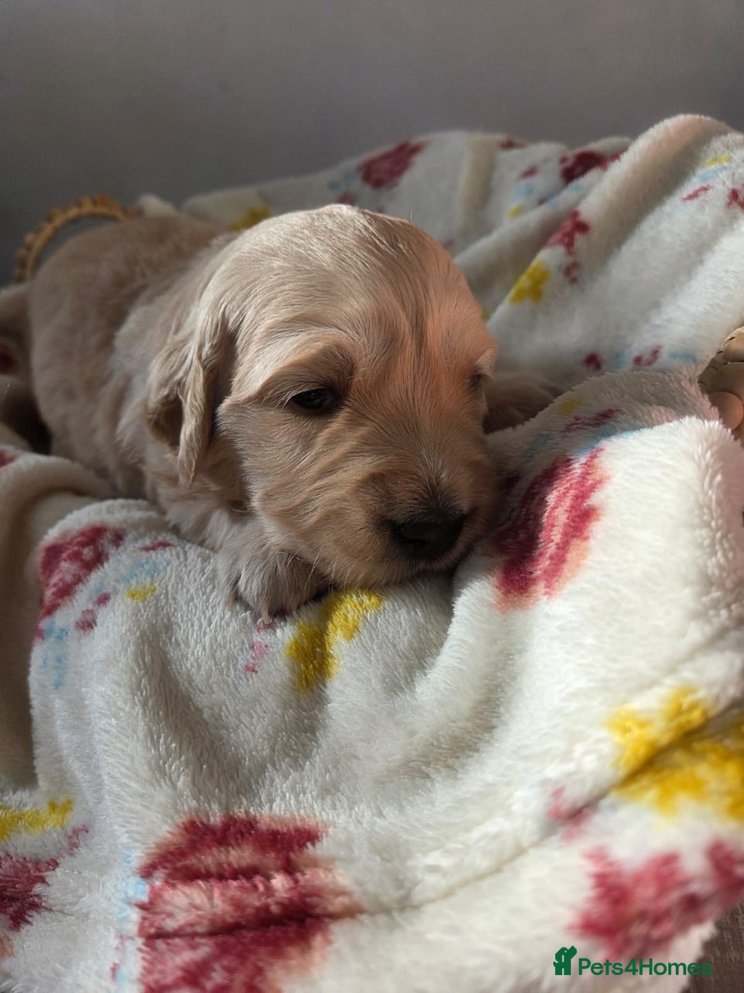 Golden Retriever dogs for sale: 5 golden retriever puppies  - Advert 7