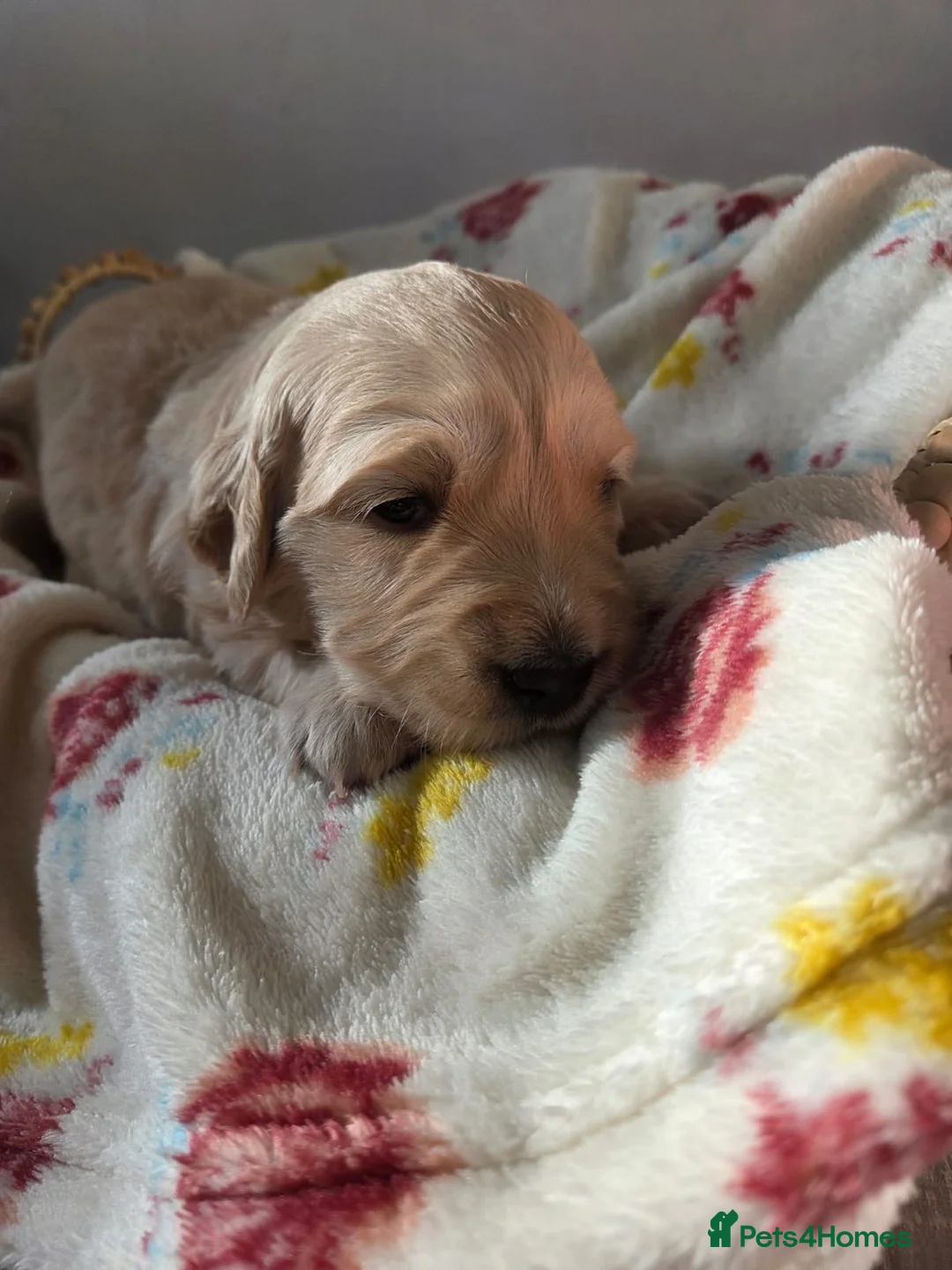 Golden Retriever dogs for sale: 5 golden retriever puppies  - Advert 7