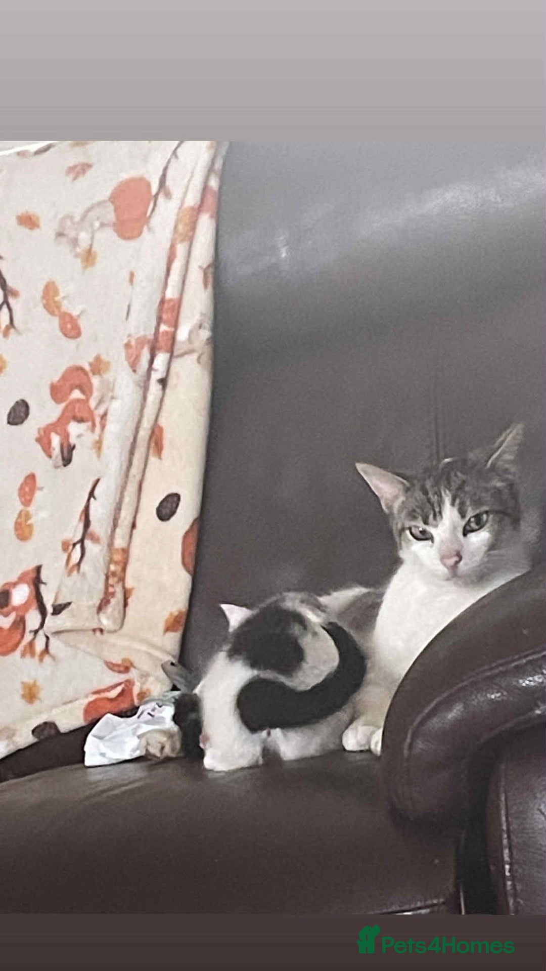 Domestic Shorthair cats for sale: 🐾✨ Adorable Litter of Kittens ✨🐾 - Image 3
