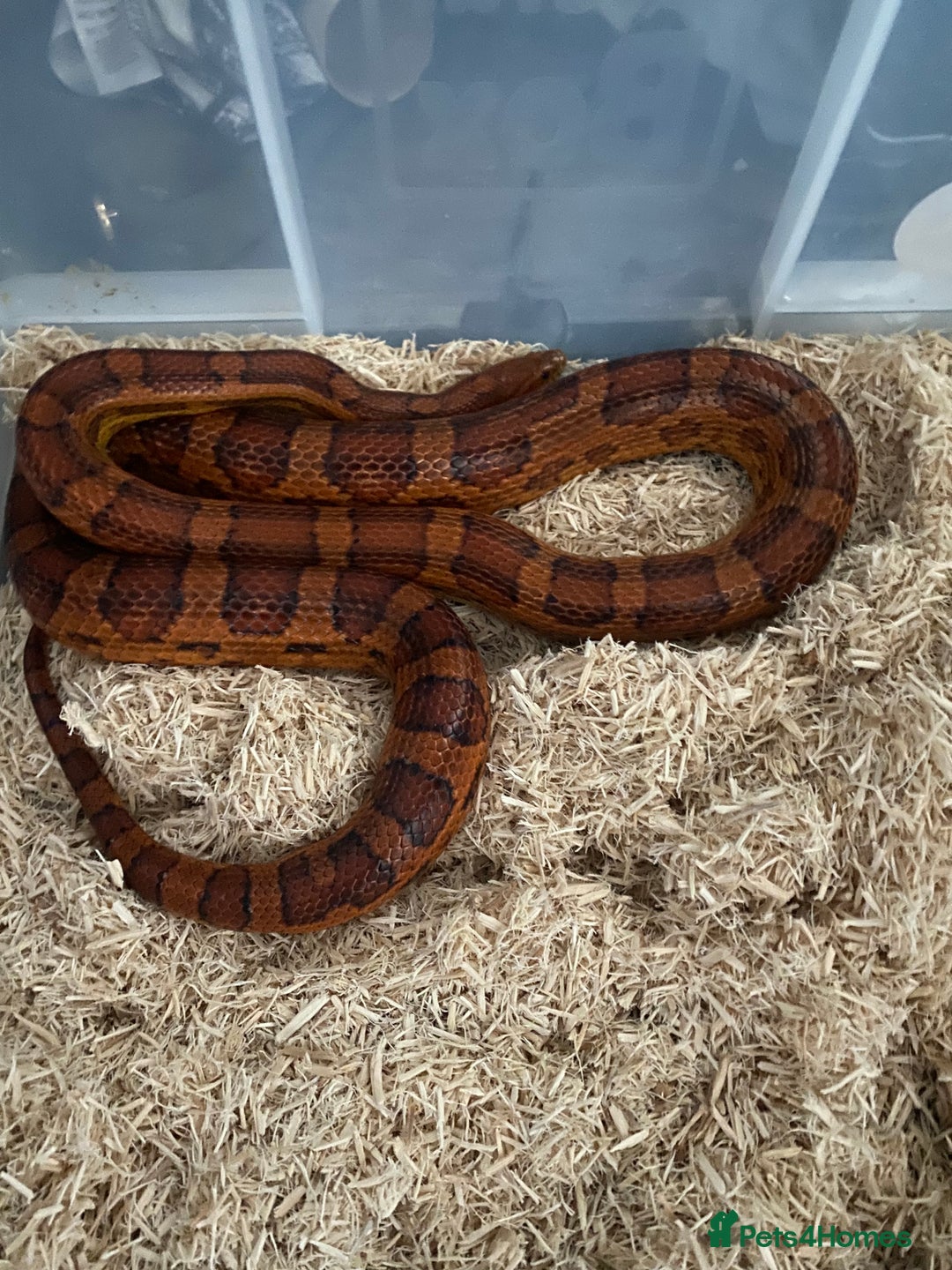 Corn Snake reptiles for sale: red the male corn snake very friendly  - Advert 1