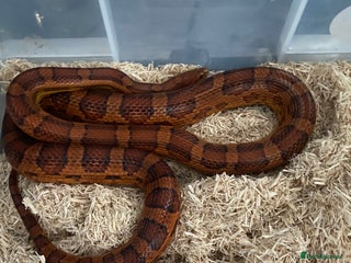 Corn Snake reptiles red the male corn snake very friendly - Advert 1