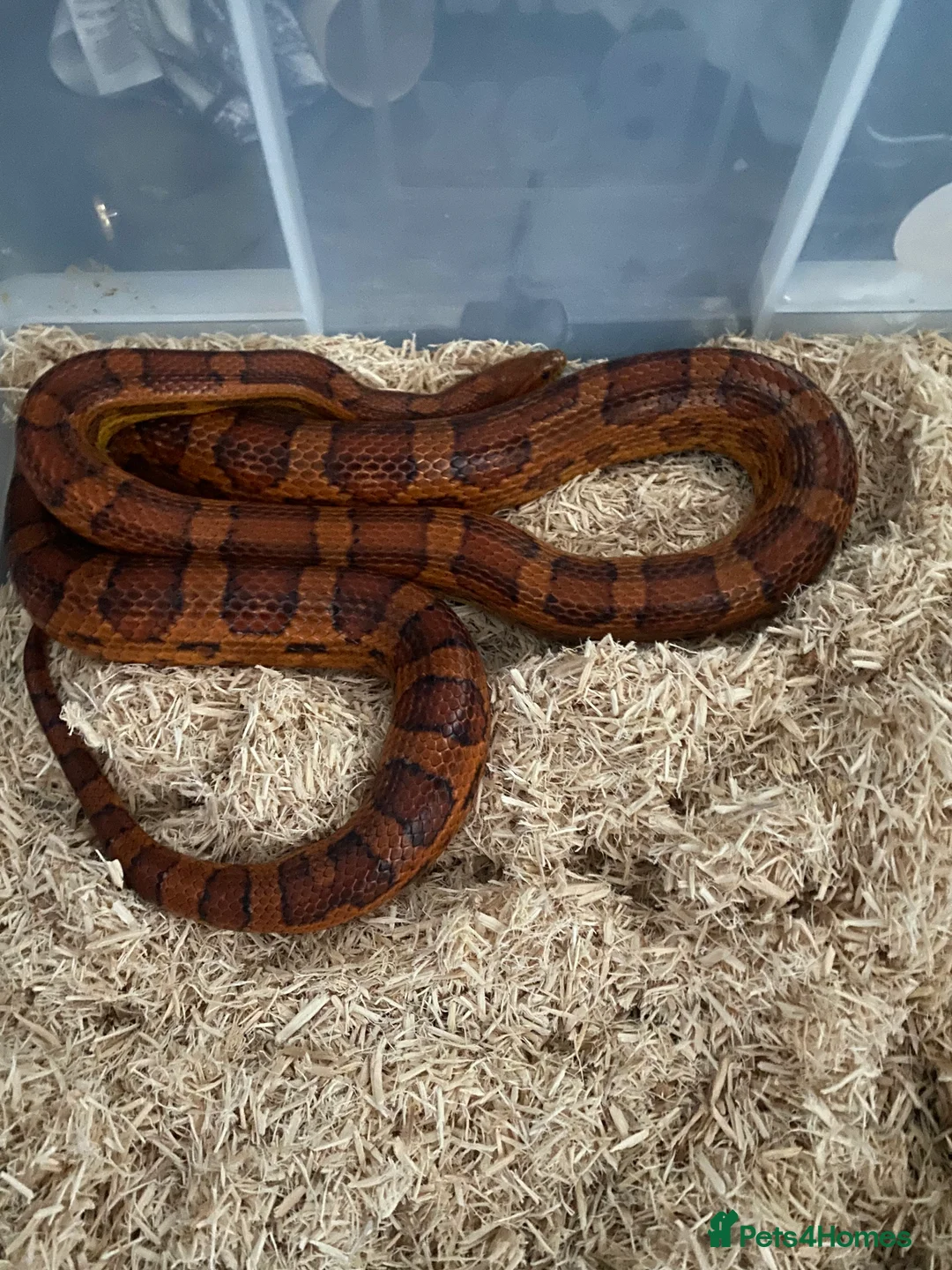 Corn Snake reptiles for sale: red the male corn snake very friendly  - Advert 1