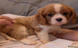 Cavalier King Charles Spaniel dogs for sale: KC Health Tested Cavalier King Charles Spaniels - Image 13
