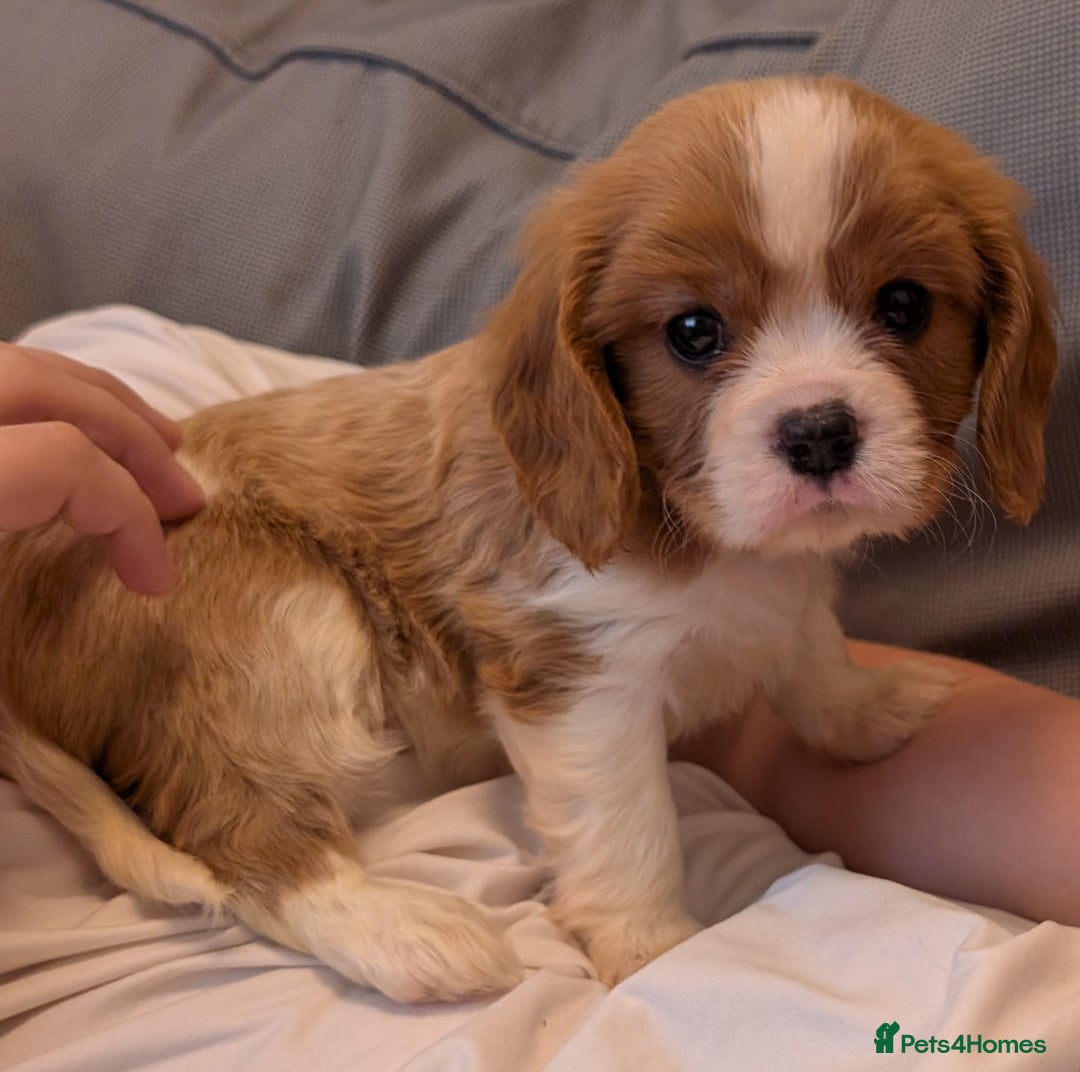 Cavalier King Charles Spaniel dogs for sale: KC Health Tested Cavalier King Charles Spaniels - Image 13
