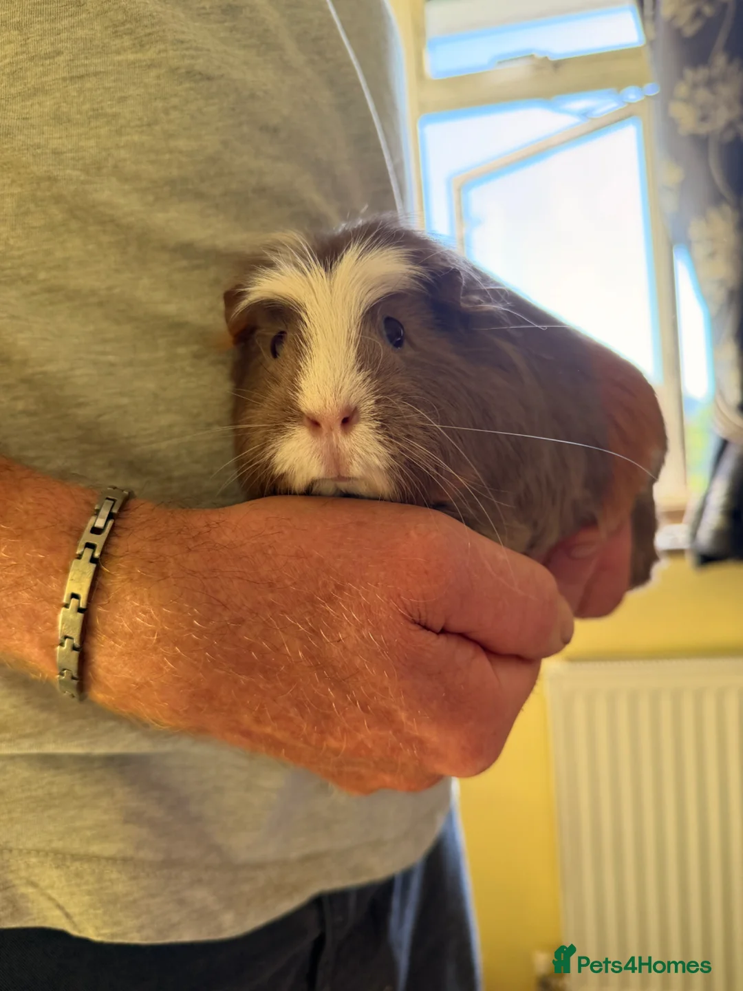 Guinea Pig rodents for sale: 2 Gorgeous female Guinea Pigs - Advert 6