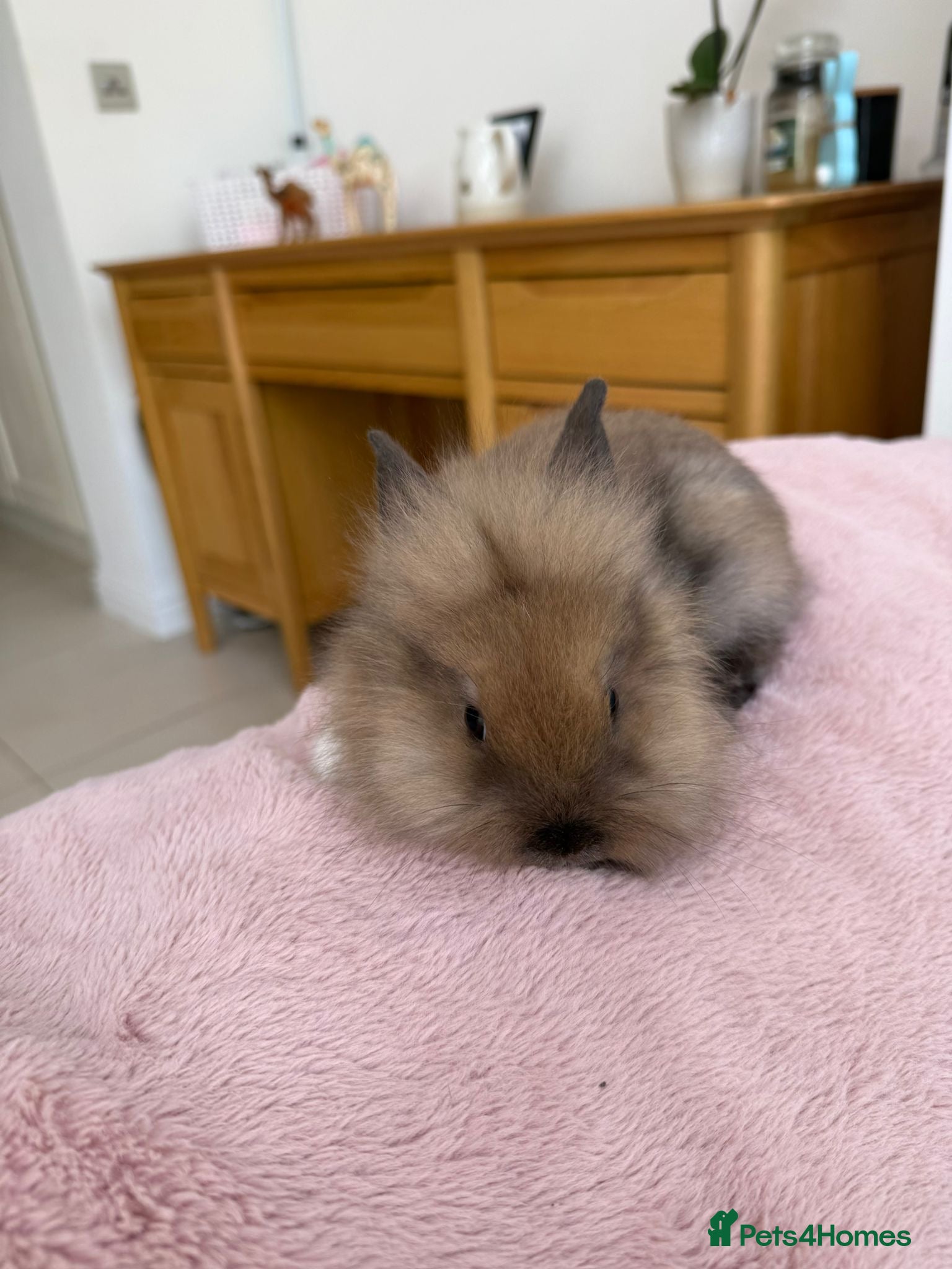 Mini Lop rabbits Baby bunnies for sale - Advert 11