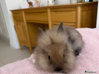 Mini Lop rabbits Baby bunnies for sale - Advert 11