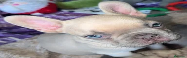 French Bulldog 2