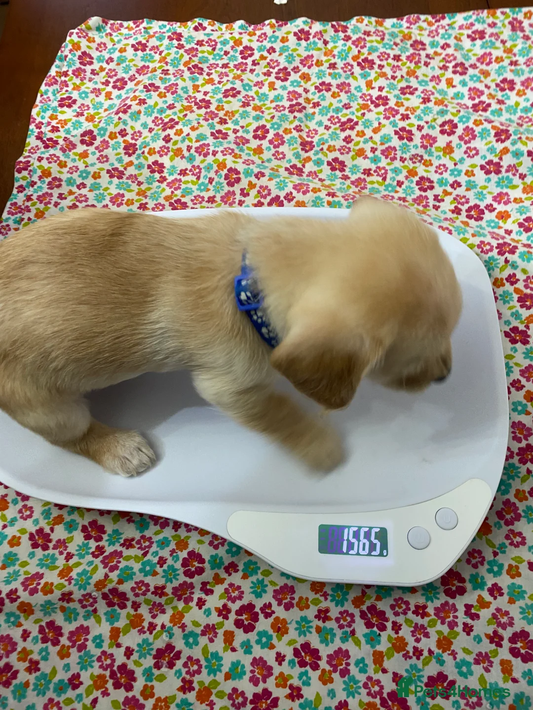 Mixed Breed dogs for sale: Daxie-CHON PUPPIES FOR SALE - Advert 11