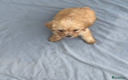 Mixed Breed dogs for sale: Lucus terrier cross toy poodle puppies - Advert 3