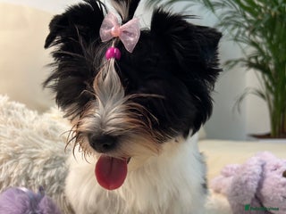 Biewer Terrier dogs - Advert 4