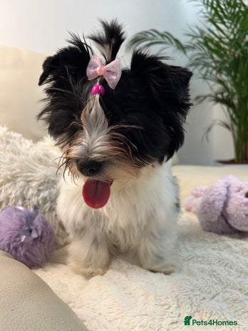 Biewer Terrier dogs - Advert 1