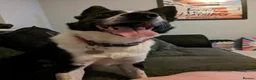 Border Collie dogs for sale: Murphy  in Swansea - Advert 6
